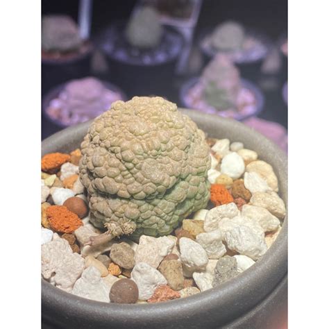 四方凝蹄玉|【四方擬蹄玉 Pseudolithos cubiforme】...